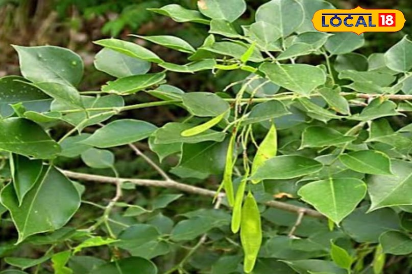 शीशम का पेड़ शीशम का पेड़