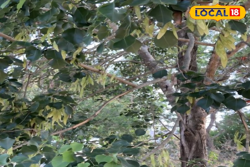 शीशम का पेड़ शीशम का पेड़