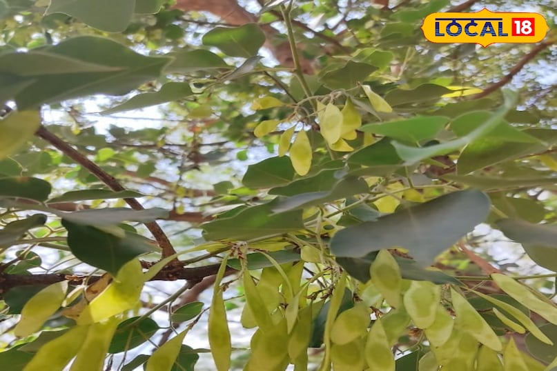 शीशम का पेड़ शीशम का पेड़