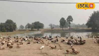 मछली के साथ बत्तख पालन करके कम खर्च में कर रहे हैं तगड़ा कमाई 