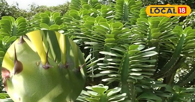 सेहुंड के शानदार फायदे 