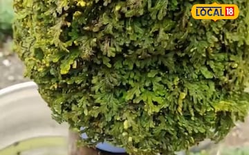 संजीवनी पौधा