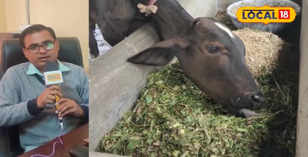 गाय को भूसे में मिलाकर खिलाएं ये चीज, सर्दियों में भी बाल्टी भरकर करेगी दूध