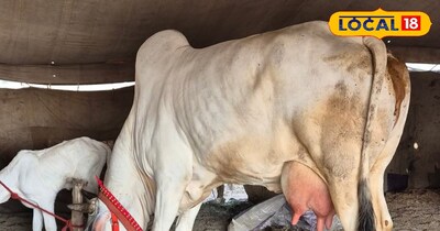 सर्दियों में गाय-भैंस को खिलाएं सरसों तेल-गुड़, बढ़ेगा दूध, ठंड रहेगी दूर.