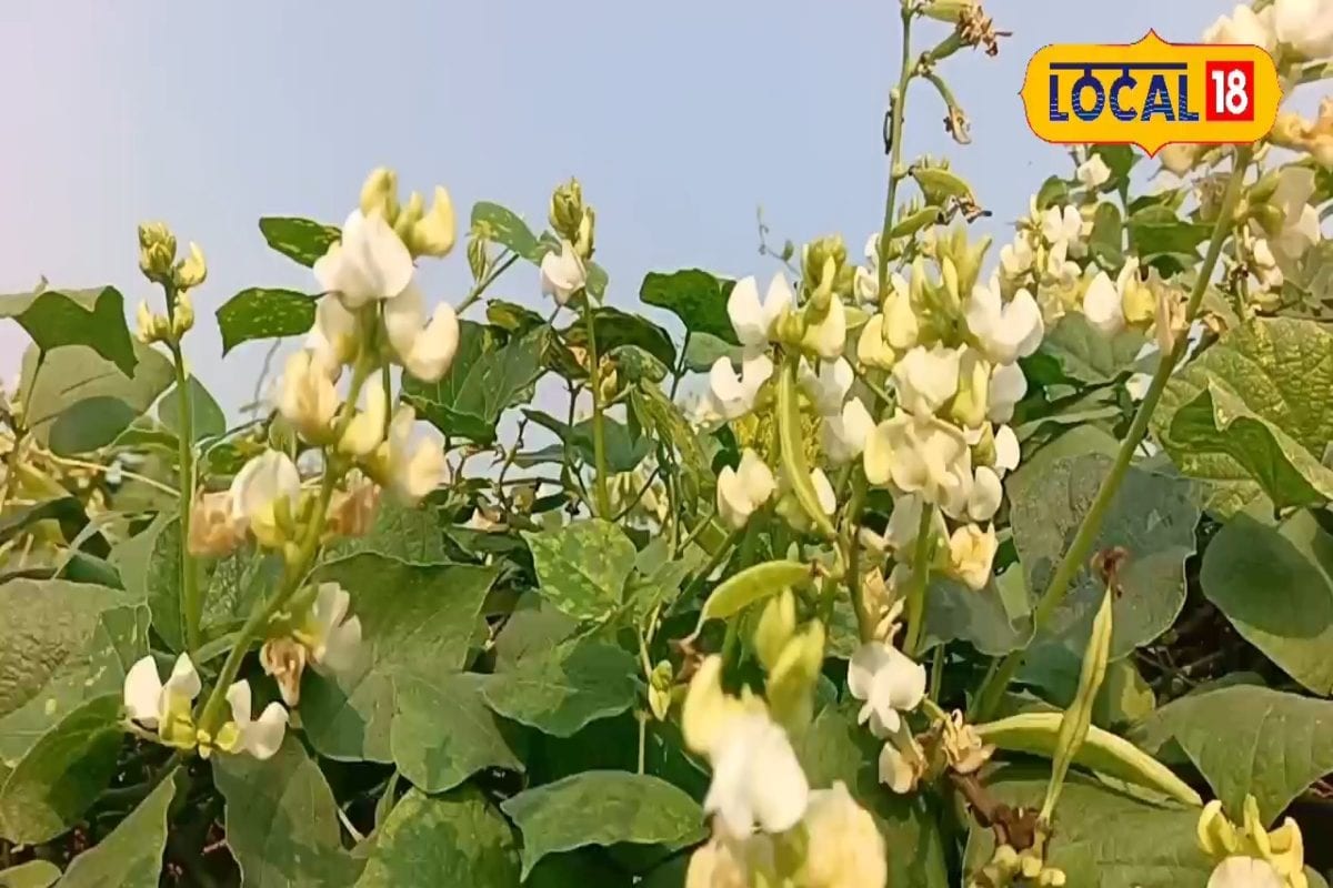 यह हरी सब्जी की खेती... किसानों की भर देती है झोली! न ज्यादा पानी की जरूरत