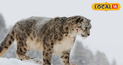 उत्तराखंड में स्नो लैपर्ड साइटिंग को मिलेगा बढ़ावा