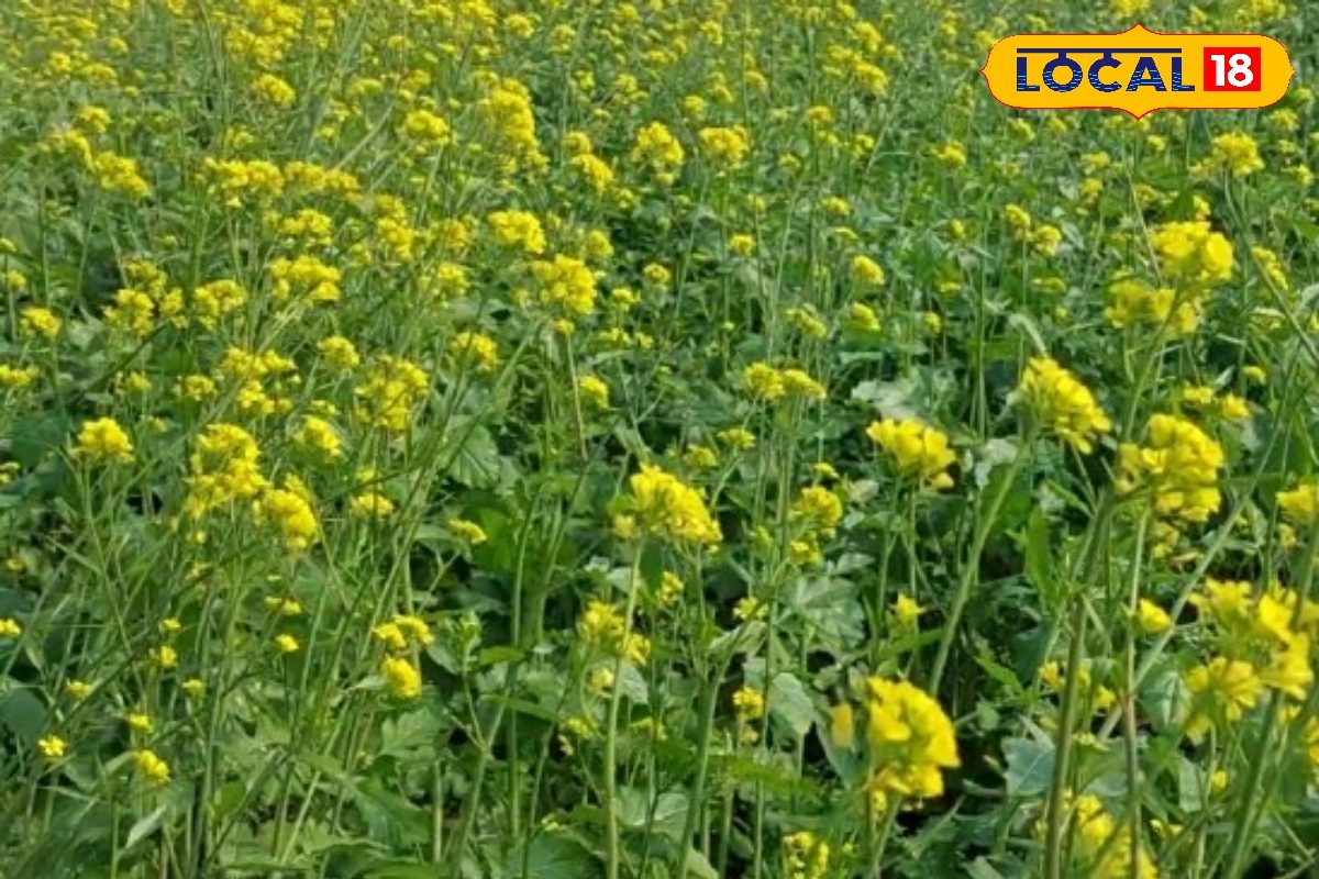 सरसों के फूल में कीट लगने लगे? घर पर बनाएं ये जादुई स्टिक,फसल काटने तक सुरक्षा