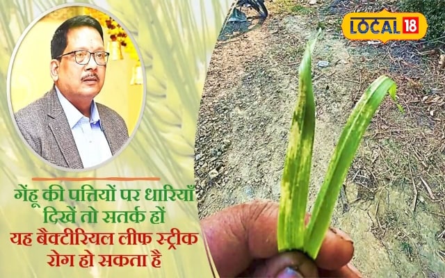 गेहूं की पत्तियों पर दिखें धारियां तो हो जाएं सावधान, एक्सपर्ट से जानें बचाव!