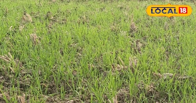 Expert Tips: Control Weeds in Wheat for Higher Yields