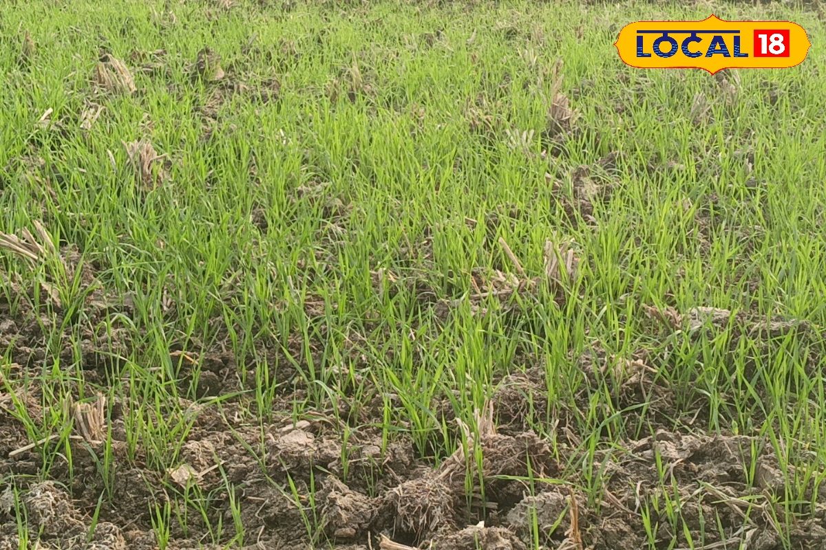 चौड़ी-सकरी पत्ती वाले खरपतवार से कैसे बचें? जानें ये 2 असरदार तरीका