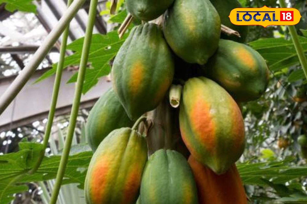ठंड में पपीते को ये बीमारियां करती हैं बर्बाद, कृषि वैज्ञानिक ने बताया इलाज