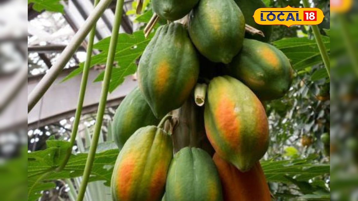 पपीते की फसल पर ठंड और रोगों का खतरा, कृषि विशेषज्ञ से जानिए बचाव के उपाय