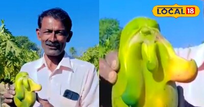 भगवान गणेश के स्वरूप वाला पपीता 