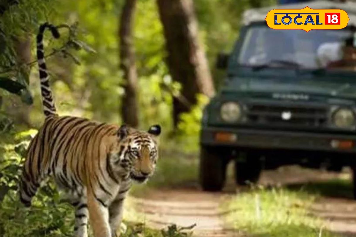 वाल्मीकि टाइगर रिज़र्व में जल्द शुरू होगी बाघों की नई गिनती