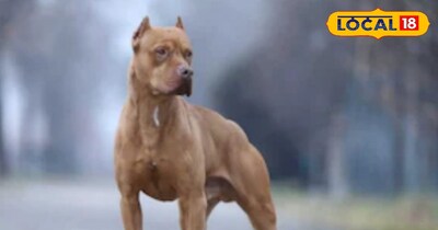 रात को भौंका कुत्ता तो मालिक पर कार्रवाई करेगा देहरादून नगर निगम