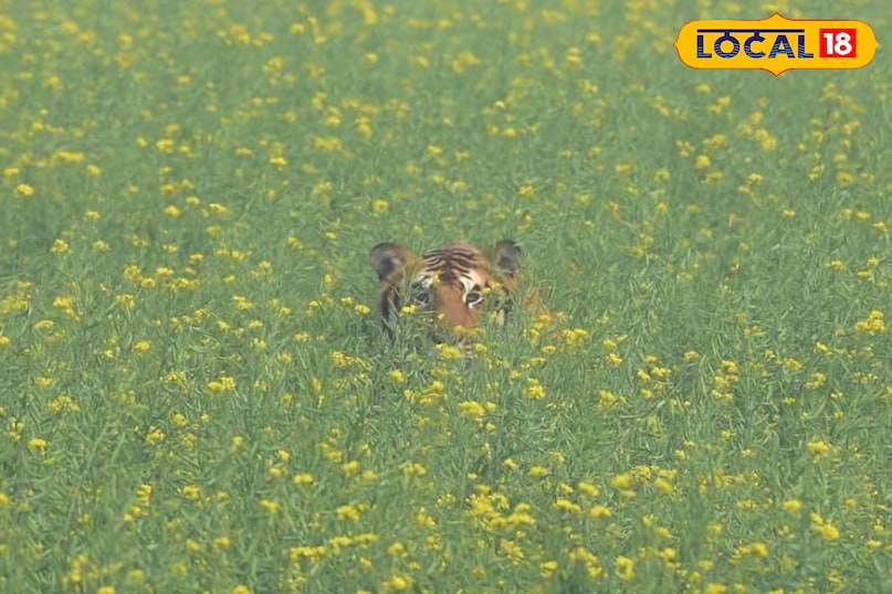 tigers in pilibhit tigers in pilibhit