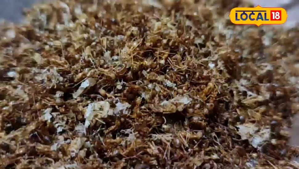 टमाटर-मिर्च नहीं, लाल चींटी की चटनी! गजब है बस्तर की चापड़ा रेसिपी