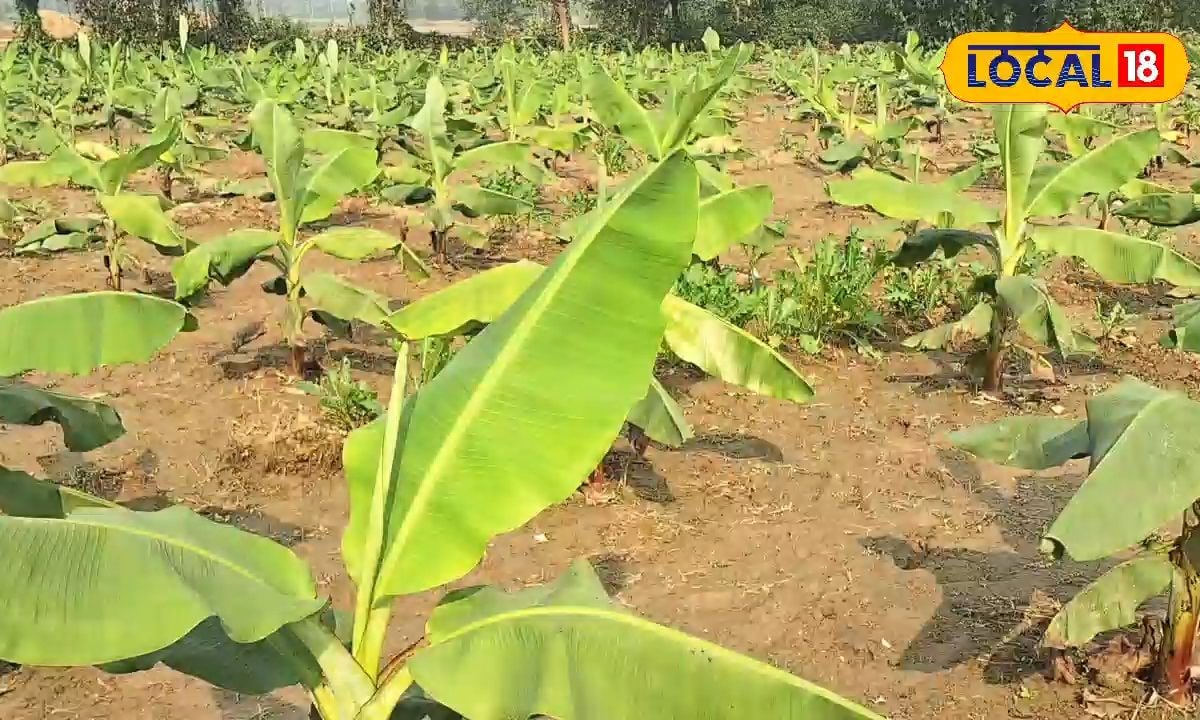 एक एकड़ में केले से कमा सकते हैं 3 लाख मुनाफा, अररिया के किसान ने बताया तरीका