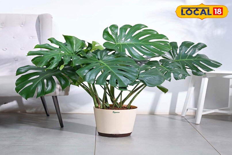 Monstera Plant 