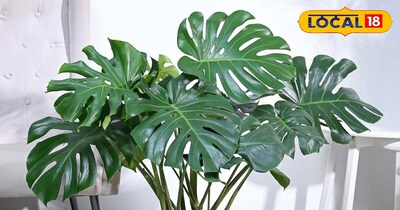 कुछ इनडोर पौधे घर में लगाकर आप घर की हवा को साफ कर सकते हैं