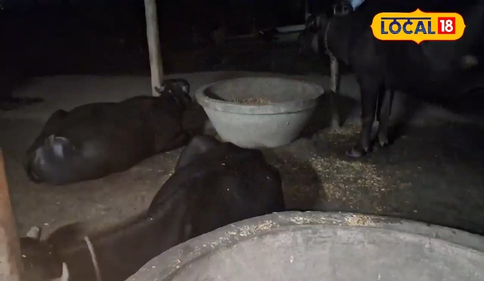 किसान हो तो किशोर जैसा... पशु पालन से सालाना कर रहे 1000000 की कमाई