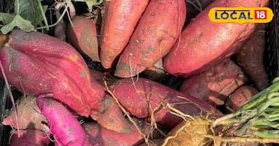 कई बीमारियों में है रामबाण