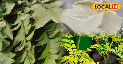 कडी पत्ता का पौधा