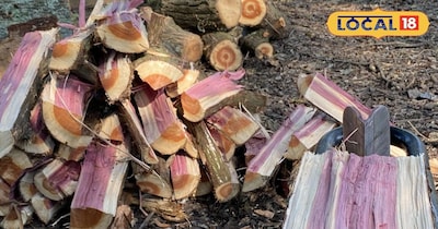 देवदार की लकड़ी की खासियत 