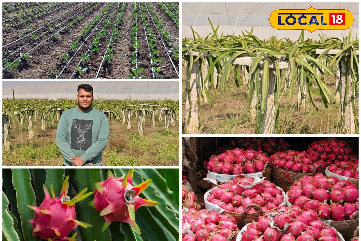 पारंपरिक खेती छोड़ किसान ने उगाया ड्रैगन फ्रूट, 1 एकड़ में लाखों रुपये के फल