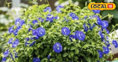 अपराजिता के फूल सेहत के लिए होते हैं फायदेमंद।