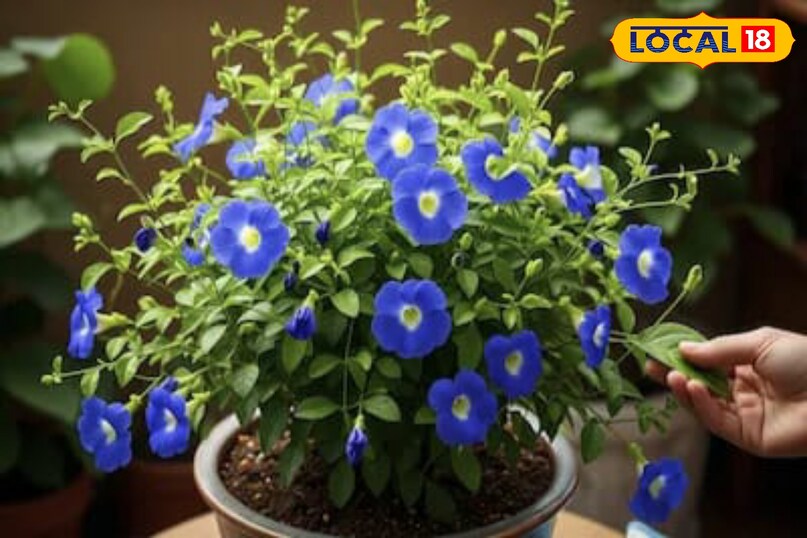 Moradabad news, hindi news, up news, local news, मुरादाबाद समाचार, हिंदी समाचार, यूपी समाचार, लोकल समाचार।