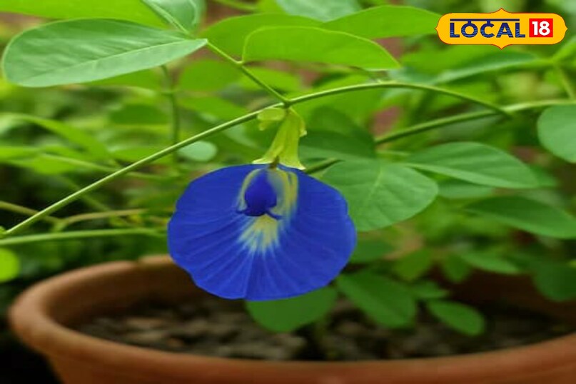 Moradabad news, hindi news, up news, local news, मुरादाबाद समाचार, हिंदी समाचार, यूपी समाचार, लोकल समाचार।