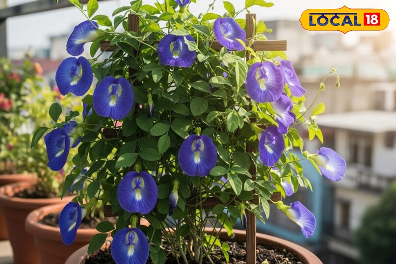 Moradabad news, hindi news, up news, local news, मुरादाबाद समाचार, हिंदी समाचार, यूपी समाचार, लोकल समाचार।