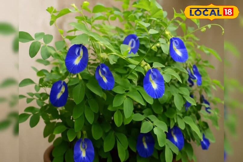 Moradabad news, hindi news, up news, local news, मुरादाबाद समाचार, हिंदी समाचार, यूपी समाचार, लोकल समाचार।