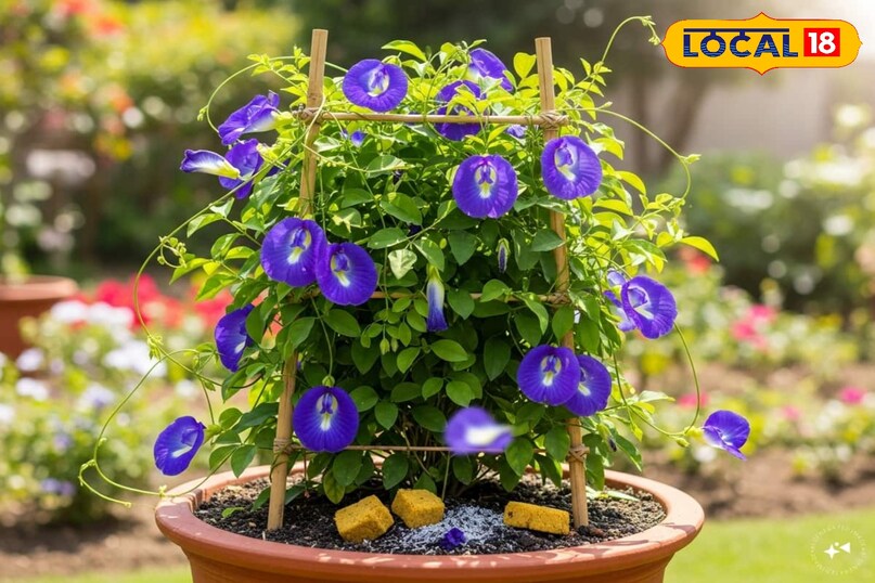 Moradabad news, hindi news, up news, local news, मुरादाबाद समाचार, हिंदी समाचार, यूपी समाचार, लोकल समाचार।