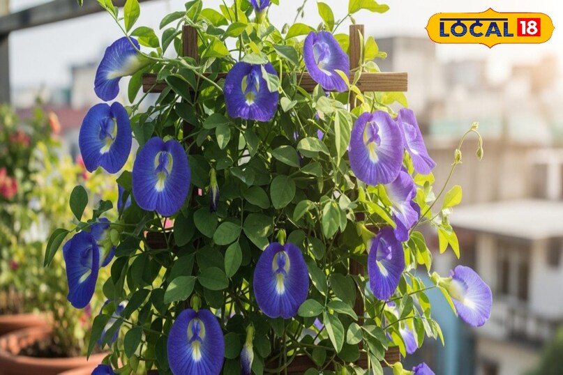 Moradabad news, hindi news, up news, local news, मुरादाबाद समाचार, हिंदी समाचार, यूपी समाचार, लोकल समाचार।