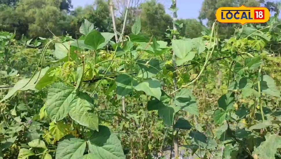 कम जमीन, ज्यादा मुनाफा! सागर कश्यप की हाईटेक खेती से बदली तकदीर, कमाए लाखों