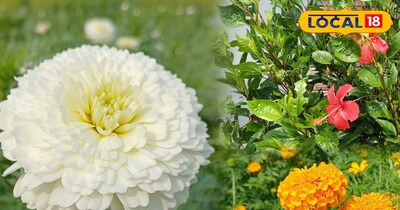 इस प्रकार बचाएं सर्दियों में फूलों को