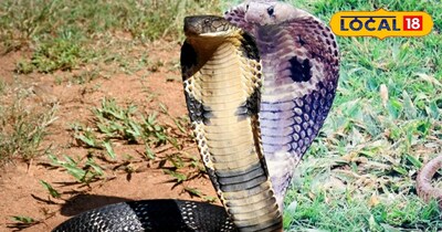 प्रतीकात्मक तस्वीर 