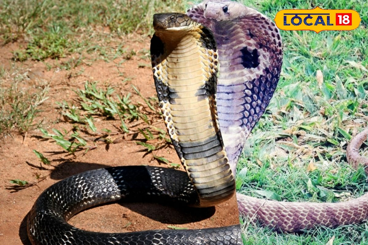कोबरा से ज्यादा जहरीला है ये खतरनाक सांप, काटने से यमराज भी नहीं बचा पाते जान!