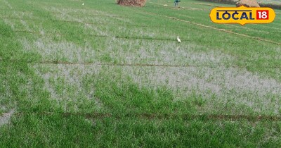 गेहूं की सिंचाई