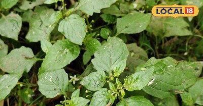 मकोय का साग.