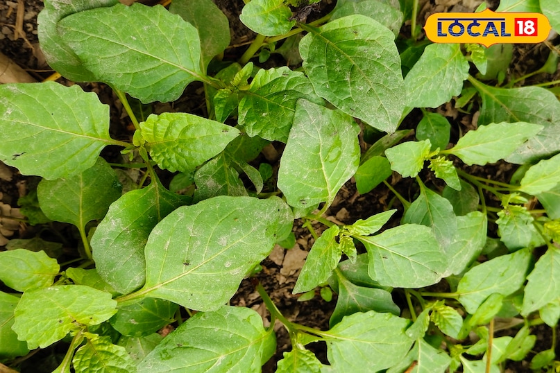 मकोय मकोय