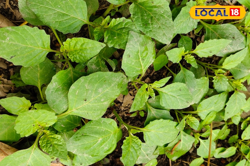 मकोय मकोय