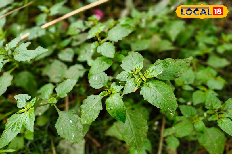 मकोय मकोय