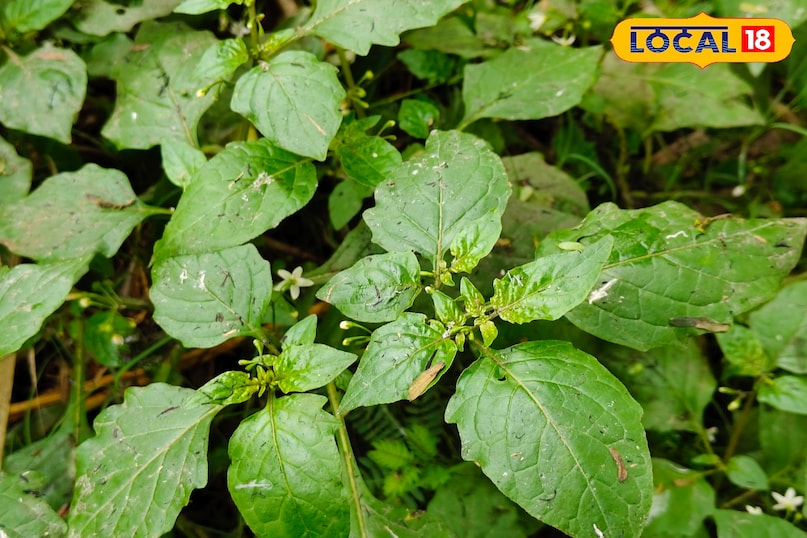 मकोय. मकोय.