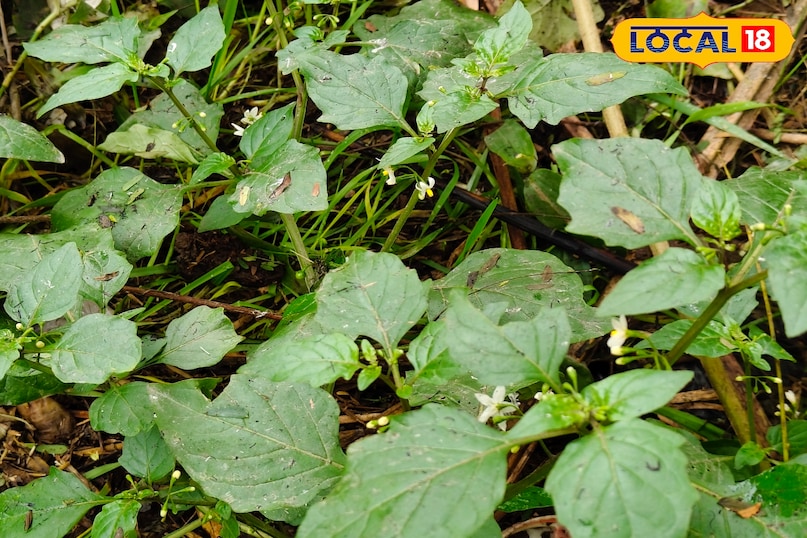 मकोय मकोय