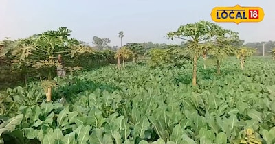 गोभी की खेती 