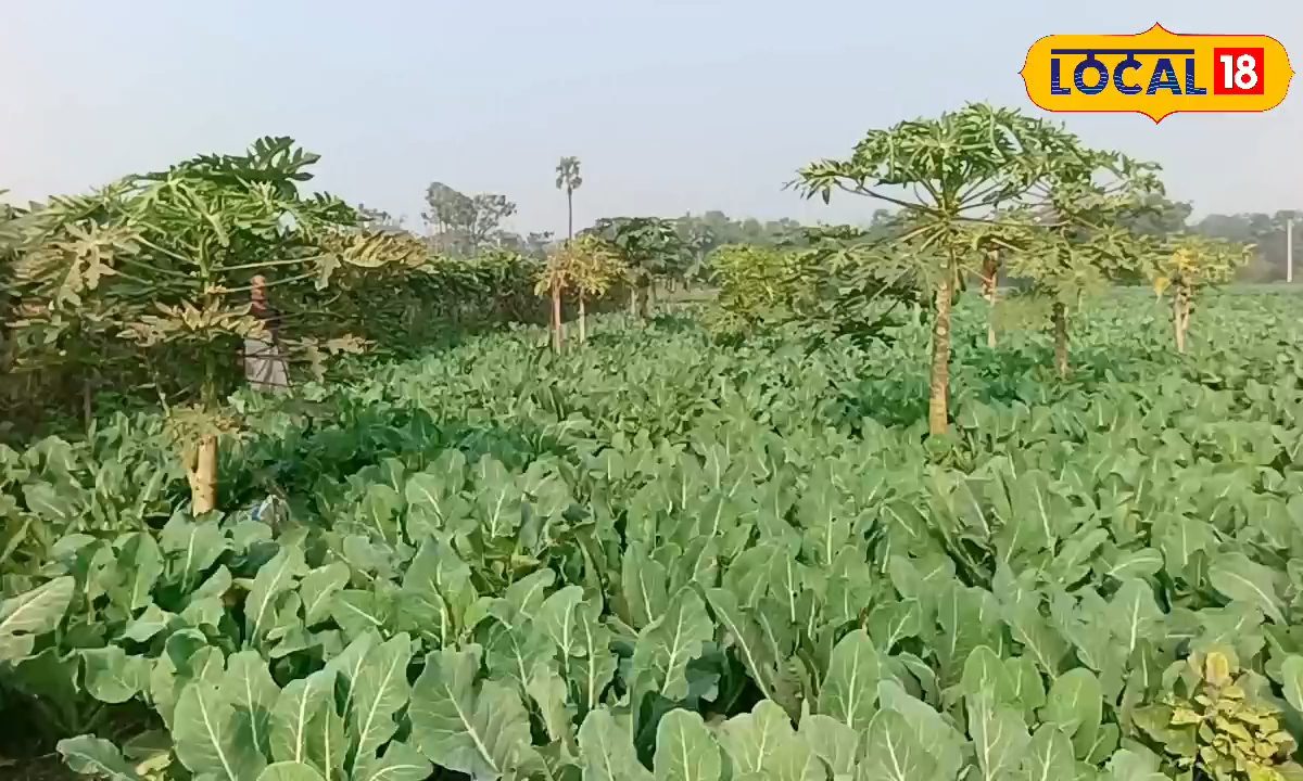 गोभी की खेती को लेकर कृषि विशेषज्ञ ये सलाह बढ़ा देगी उपज, नहीं होगा नुकसान