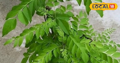 सर्दियों में करी पत्ते की ग्रोथ बढ़ाने का तरीका